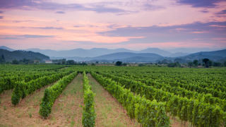 Wijngaard, Occitanië, Frankrijk