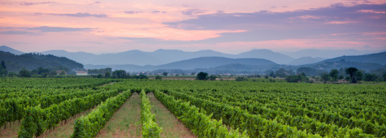 Vignoble, Occitanie, France