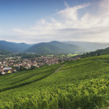 Panoramisch uitzicht op groene wijngaarden en heuvels bij Villegusien le Lac, Grand Est, Frankrijk.