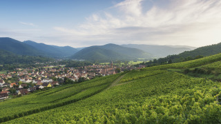 Panoramisch uitzicht op groene wijngaarden en heuvels bij Villegusien le Lac, Grand Est, Frankrijk.