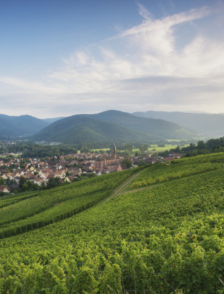 Panoramic view of lush vineyards and rolling hills near Villegusien le Lac, Grand Est, France.