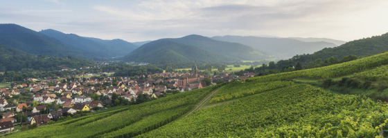 Panoramic view of lush vineyards and rolling hills near Villegusien le Lac, Grand Est, France.