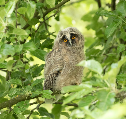 Owl among the trees - Camping Elbeling - Vodatent - Bleckede, Lower Saxony, Germany