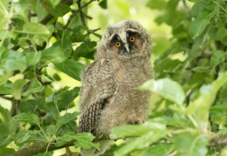 Owl among the trees - Camping Elbeling - Vodatent - Bleckede, Lower Saxony, Germany