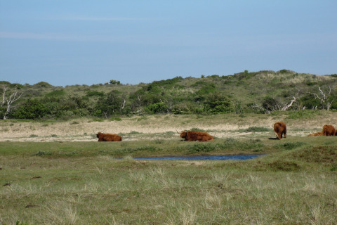 Ganado de las tierras altas descansa y pasta junto a una charca en Sea Lodges Zandvoort, Países Bajos.