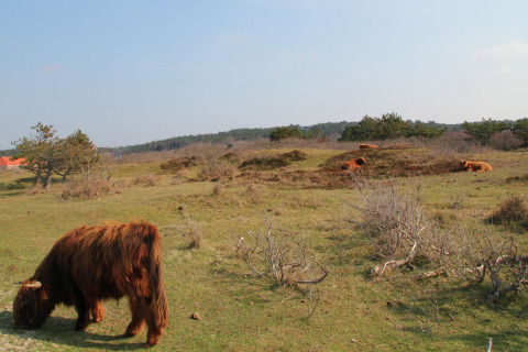 Schotse Hooglanders grazen en liggen op een veld nabij een glampingverblijf met heldere lucht erboven.