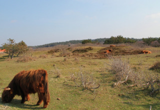 Schotse Hooglanders grazen en liggen op een veld nabij een glampingverblijf met heldere lucht erboven.