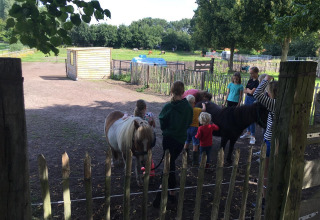 Bambini vicino agli animali - Camping de Peelweide - Vodatent - Grashoek, Limburgo, Paesi Bassi