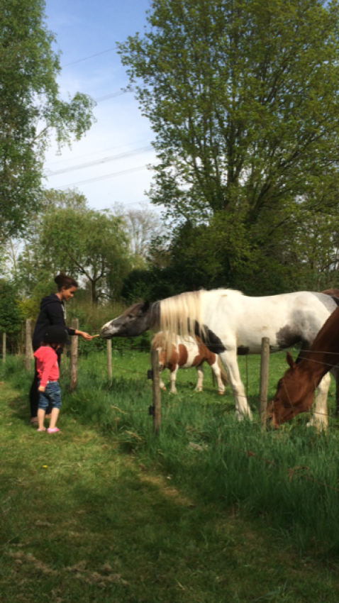 Caballos - Camping de Peelweide - Vodatent - Grashoek, Limburgo, Países Bajos