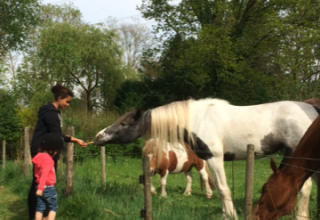 Caballos - Camping de Peelweide - Vodatent - Grashoek, Limburgo, Países Bajos