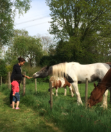 Caballos - Camping de Peelweide - Vodatent - Grashoek, Limburgo, Países Bajos