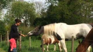 Caballos - Camping de Peelweide - Vodatent - Grashoek, Limburgo, Países Bajos