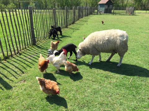 Prato degli animali - Camping de Peelweide - Voda-Tent - Grashoek, Limburgo, Paesi Bassi