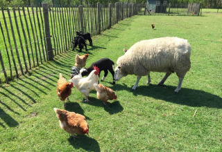 Pradera de animales - Camping de Peelweide - Voda-Tent - Grashoek, Limburgo, Países Bajos