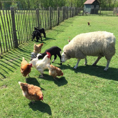 Pradera de animales - Camping de Peelweide - Voda-Tent - Grashoek, Limburgo, Países Bajos