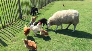 Pradera de animales - Camping de Peelweide - Voda-Tent - Grashoek, Limburgo, Países Bajos