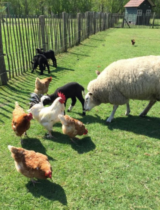 Pradera de animales - Camping de Peelweide - Voda-Tent - Grashoek, Limburgo, Países Bajos