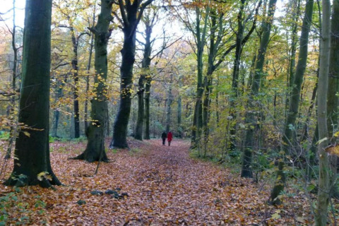 Dos personas caminan por un sendero cubierto de hojas en un bosque junto a un alojamiento de glamping.
