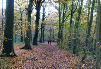 Deux personnes marchent sur un sentier forestier couvert de feuilles près d’un hébergement de glamping.
