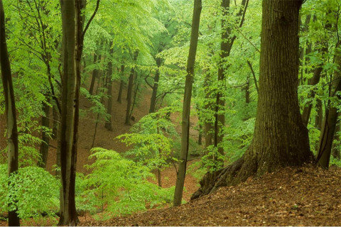 View of a lush green forest from a glamping accommodation, surrounded by tall trees and fresh foliage.
