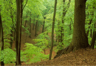 View of a lush green forest from a glamping accommodation, surrounded by tall trees and fresh foliage.