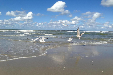 Gaviotas junto al mar en una playa con olas y cielo azul, foto tomada desde un alojamiento glamping.