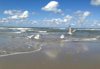View of seagulls by the shore and waves under a blue sky with clouds, taken at a glamping site.