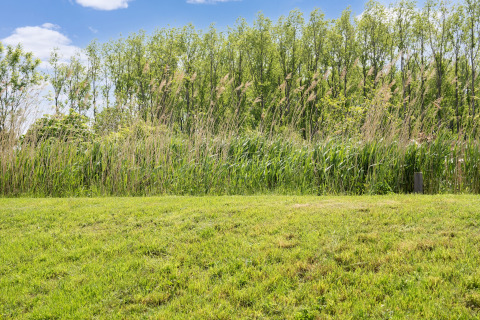Pelouse verte avec grands roseaux et arbres en arrière-plan sous ciel bleu, près des lacs Kaag, Pays-Bas.