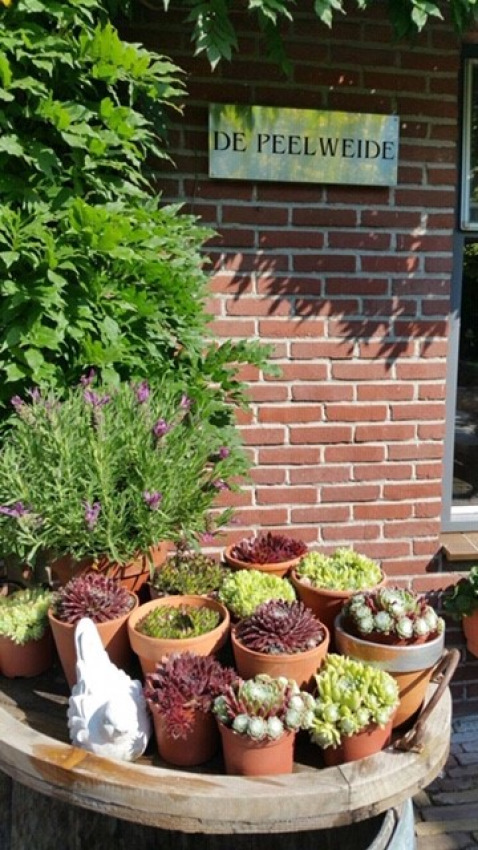 Bloempotten met vetplanten en lavendel op een houten vat voor een bakstenen muur met het bord 'De Peelweide'.