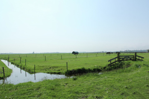 Uitzicht op de groene weilanden bij De Schone Leij in Nederland, met hek, sloot en paarden.