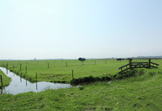 Uitzicht op de groene weilanden bij De Schone Leij in Nederland, met hek, sloot en paarden.