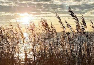Riet aan het water bij zonsondergang, een schilderachtig uitzicht bij Camping Eefting in Friesland, Nederland.