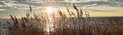 Alrededores - Camping Eefting - Vodatent - Rohel, Frisia, Países Bajos