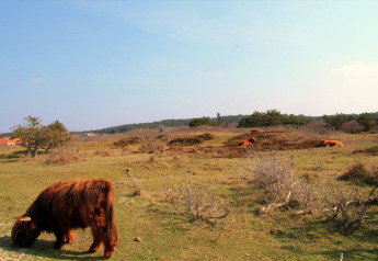 Hooglandrunderen grazen bij de blokhut ‘De Schone Leij’ in Nederland, omgeven door natuur en blauwe lucht.