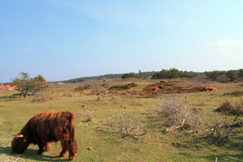 Hooglanders grazen in de buurt van hut 'De Schone Leij' in Nederland, met weids landschap en blauwe lucht.