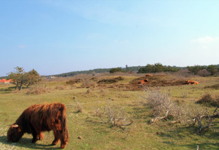 Hooglanders grazen in de buurt van hut 'De Schone Leij' in Nederland, met weids landschap en blauwe lucht.