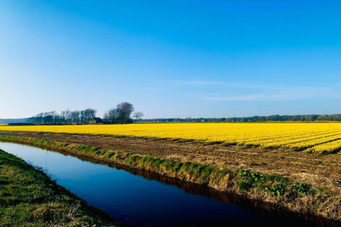 Uitzicht vanaf de cabin De Schone Leij in Nederland, gele bloemenvelden, sloot en blauwe lucht.