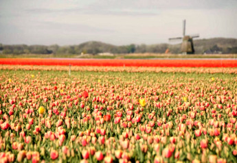Kleurrijk tulpenveld bij het huisje 'De Schone Leij' in Nederland, met een molen op de achtergrond.