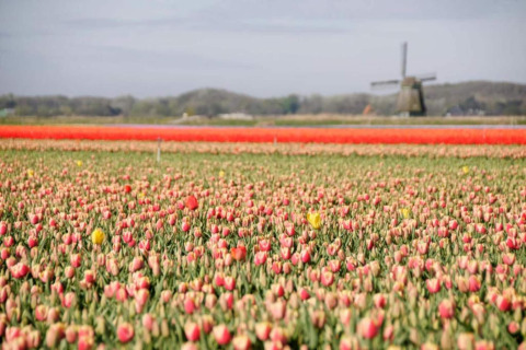 Kleurrijk tulpenveld bij het huisje 'De Schone Leij' in Nederland met een windmolen op de achtergrond.