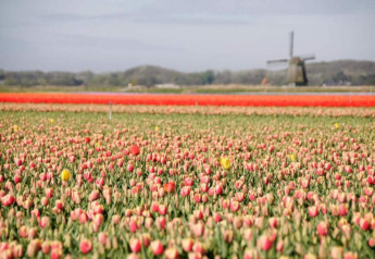Colorful tulip field near the cabin 'De Schone Leij' in the Netherlands, with a windmill in the background.