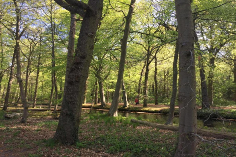 Boslandschap bij cabin 'De Schone Leij' in Nederland, met bomen, fris groen loof en een beekje.