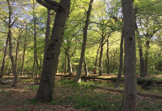 Boslandschap bij cabin 'De Schone Leij' in Nederland, met bomen, fris groen loof en een beekje.