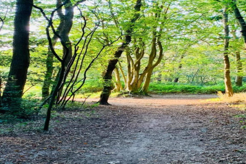 Zonnig bospad bij de hut ‘De Schone Leij’ in Nederland, omgeven door frisgroene bomen en bladeren.