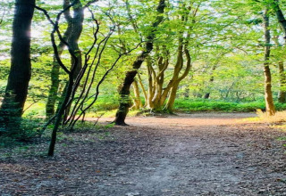 Zonnig bospad bij de hut ‘De Schone Leij’ in Nederland, omgeven door frisgroene bomen en bladeren.