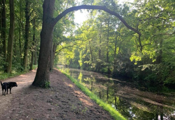 Forest path near the water by the cabin 'De Schone Leij' in the Netherlands, with a dog on the path.