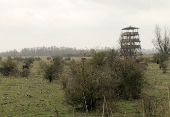 Vista di un prato con uccelli, mucche e una torre di osservazione in legno presso Villa Avondrood nei Paesi Bassi.
