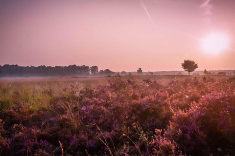 Zonsopgang over een heidevlakte bij Holiday home in Voorthuizen nabij Veluwe, Nederland.