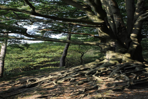 Grande albero con radici esposte che si estendono sul terreno vicino a un lodge immerso nel bosco.