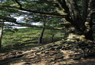 Großer Baum mit ausgedehnten Wurzeln auf Waldboden nahe einer Lodge, Sonnenlicht fällt auf das Laub.