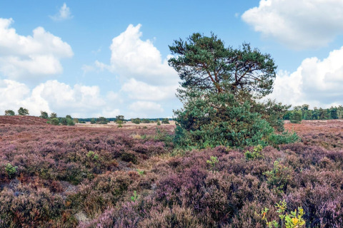 Zicht op een heideveld met struikheide en dennen onder een blauwe lucht nabij een lodge.